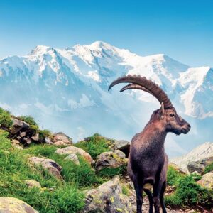 16 al 21 de Junio 2026 - Valle de Aosta Trail Running