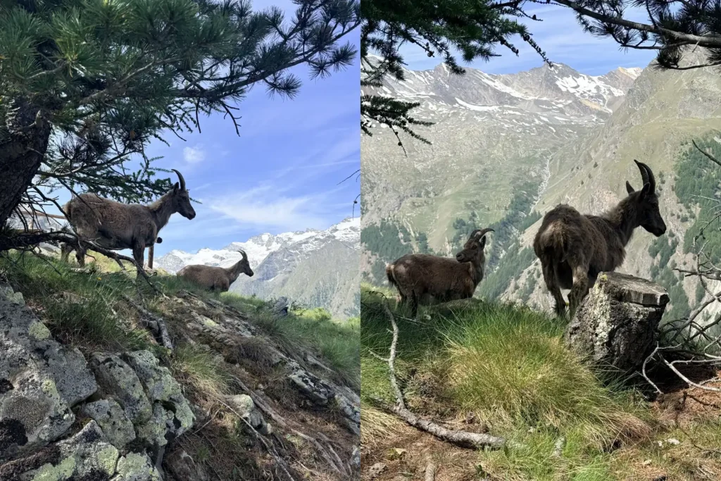 ao-03-ibex-valle-de-aosta-gran-paradiso